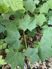 Acer laetum