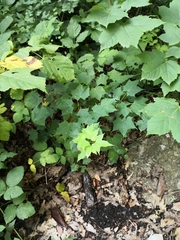 Acer laetum