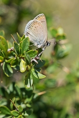 Kretania psylorita
