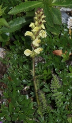Pedicularis elongata