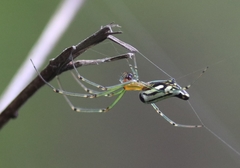 Leucauge decorata