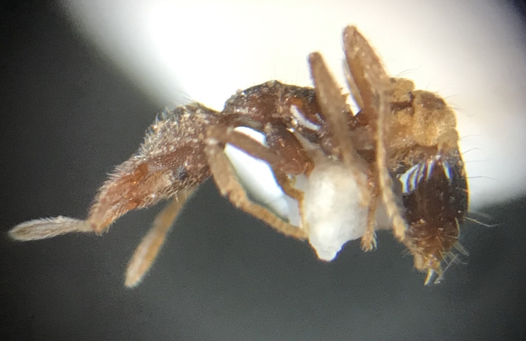 Strumigenys laevinasis