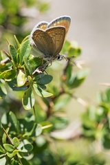 Kretania psylorita