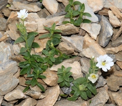 Cerastium carinthiacum
