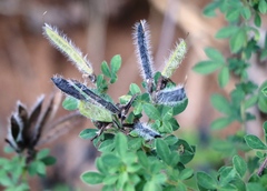 Chamaecytisus supinus