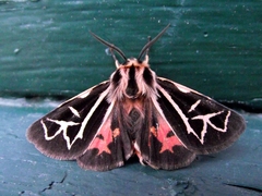 Apantesis williamsii