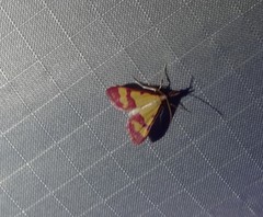 Choristostigma roseopennalis