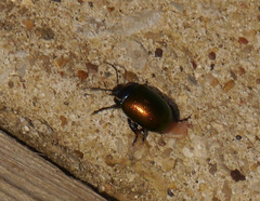 Chrysolina auripennis