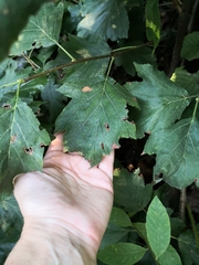 Torminalis glaberrima