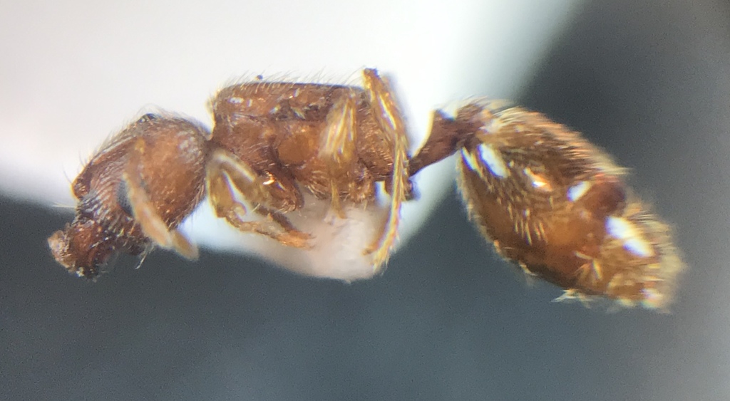 Woodland Big-headed Ant