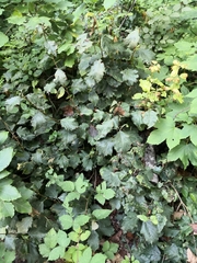 Torminalis glaberrima