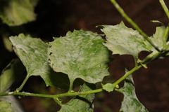 Erysiphe cruciferarum