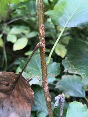 Torminalis glaberrima