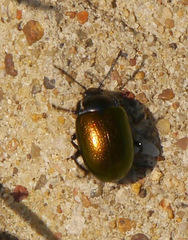 Chrysolina auripennis