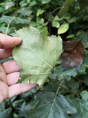 Torminalis glaberrima