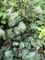 Torminalis glaberrima