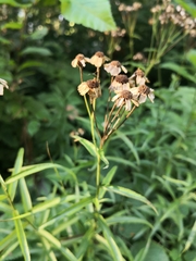 Achillea biserrata