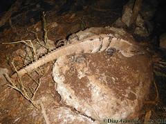 Ctenosaura similis similis