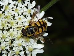 Myathropa florea