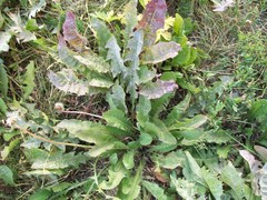 Taraxacum officinale