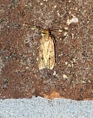 Antaeotricha unipunctella