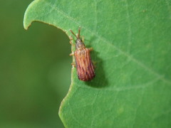 Sumitrosis rosea