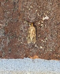 Antaeotricha unipunctella