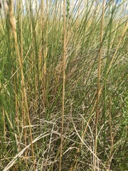 Festuca hallii