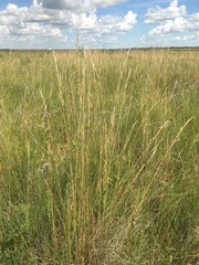Festuca hallii