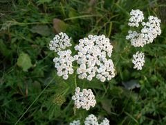 Achillea millefolium