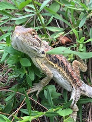 Pogona