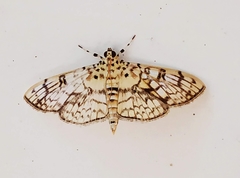Haritalodes derogata