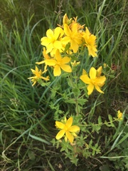 Hypericum maculatum