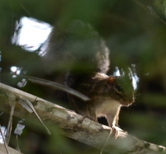 Funisciurus anerythrus