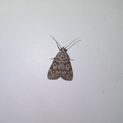 Sommeria marchalii