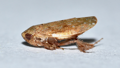 Paraphlepsius continuus