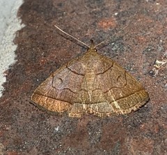 Zanclognatha obscuripennis