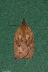 Planotortrix excessana