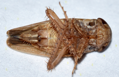 Paraphlepsius continuus