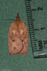 Planotortrix excessana