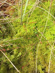 Sphagnum tenellum