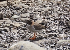 Phegornis mitchellii