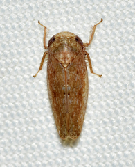 Paraphlepsius continuus
