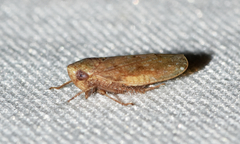 Paraphlepsius continuus