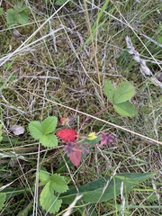 Fragaria × ananassa
