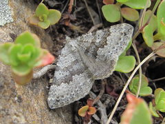 Scotopteryx aelptes