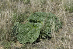 Rheum tataricum