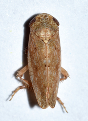 Paraphlepsius continuus