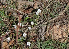 Claytonia
