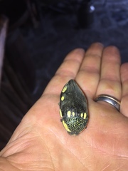 Sternocera orissa orissa